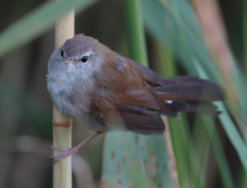 Cetti`s Warbler