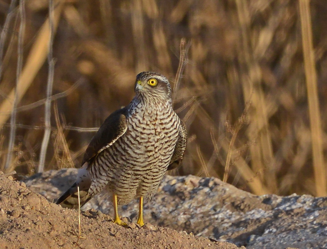 Eurasian Sparrowhawk
