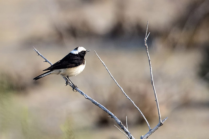 Pied Wheatear
