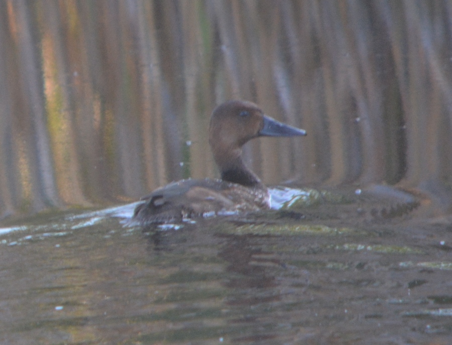 Ferruginous Duck