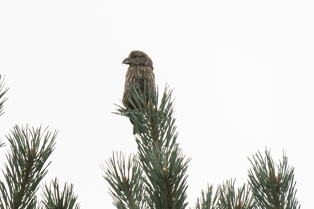 Red Crossbill