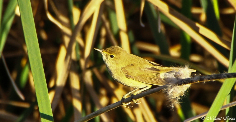 Common Reed Warbler