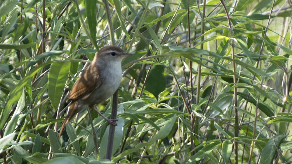 Cetti`s Warbler