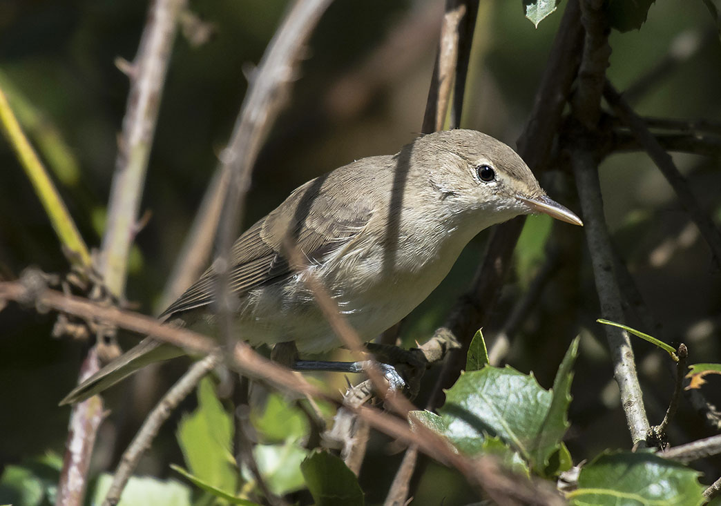 Eastern Olivaceous Warbler