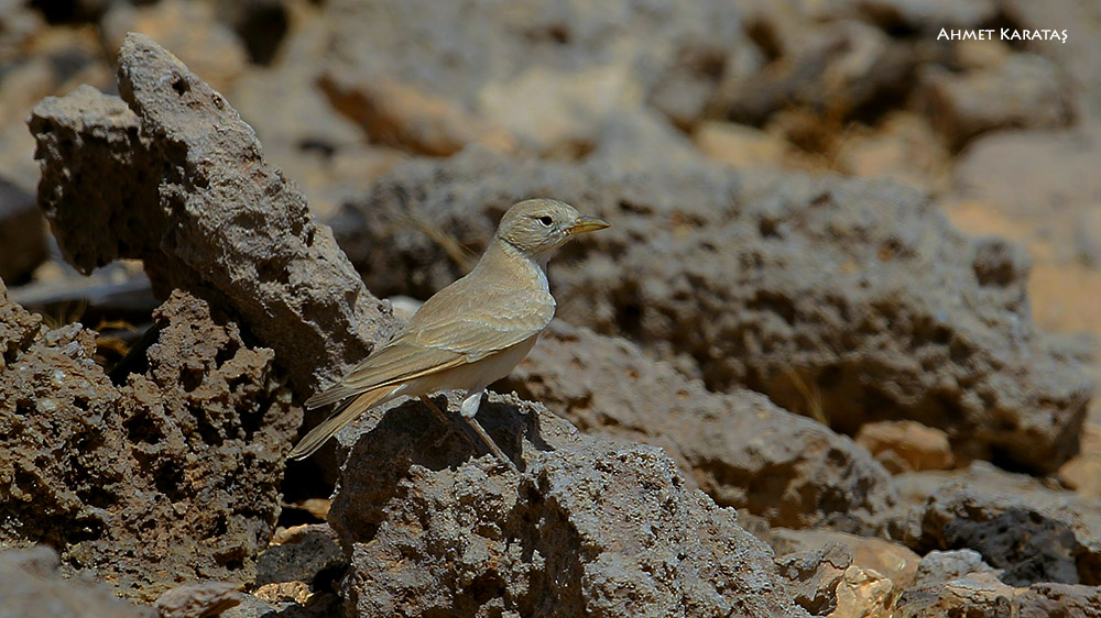 Desert Lark