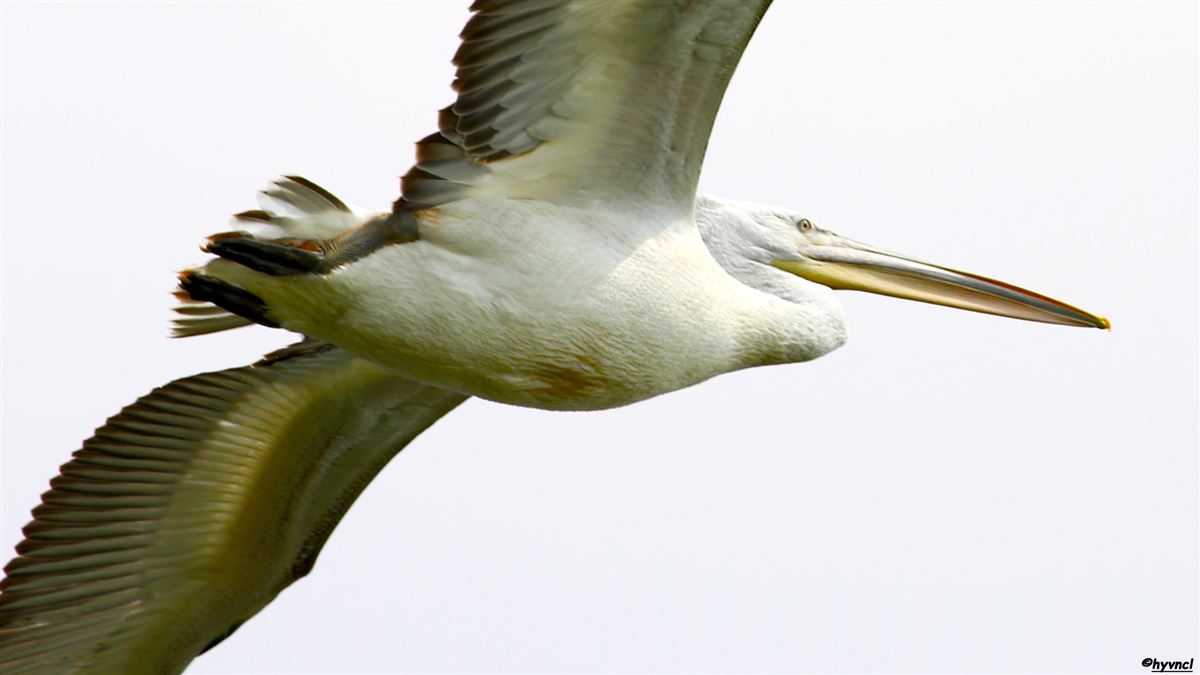 Dalmatian Pelican