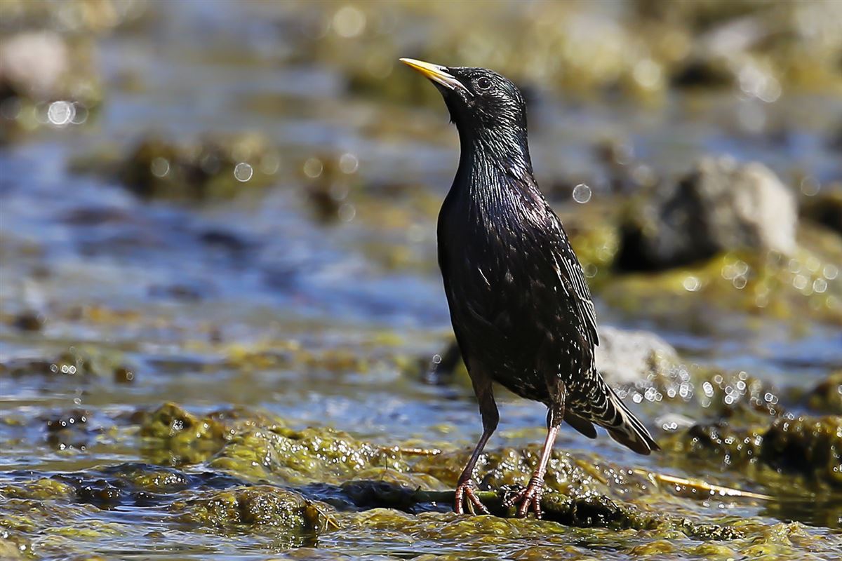 Common Starling