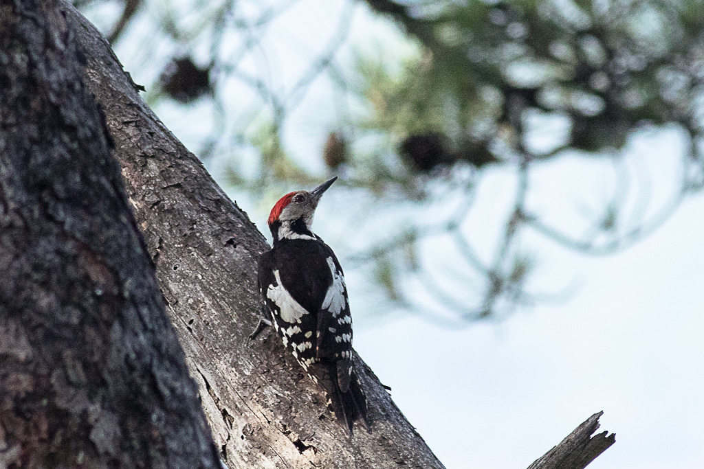 Middle Spotted Woodpecker