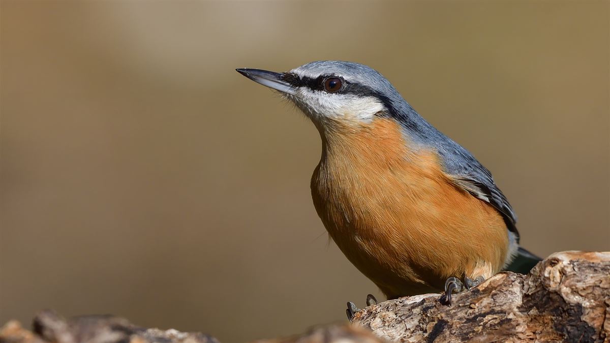 Eurasian Nuthatch