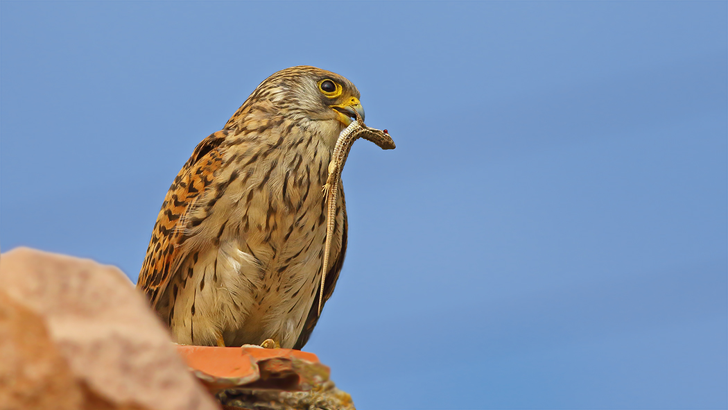 Lesser Kestrel