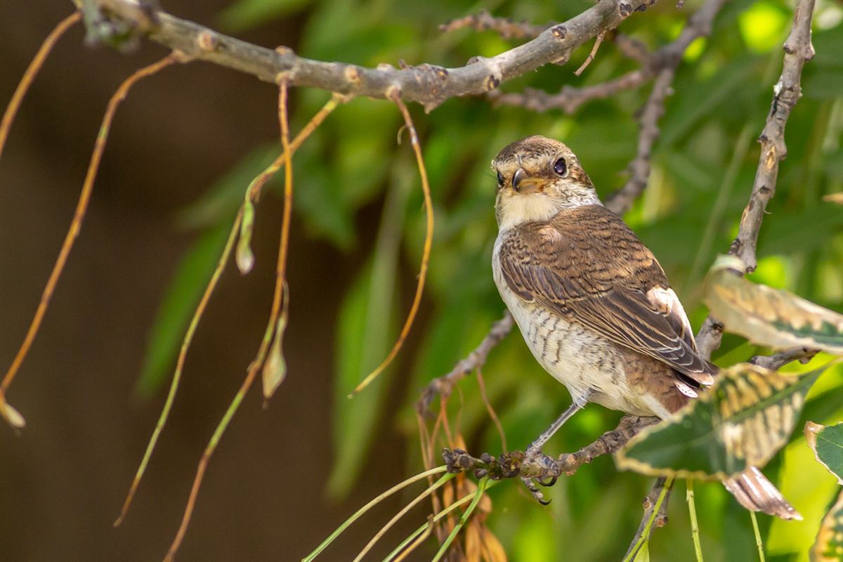 Red-backed Shrike