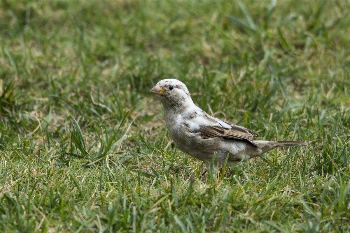 House Sparrow