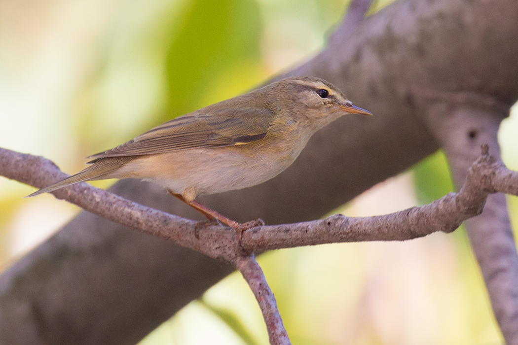 Willow Warbler
