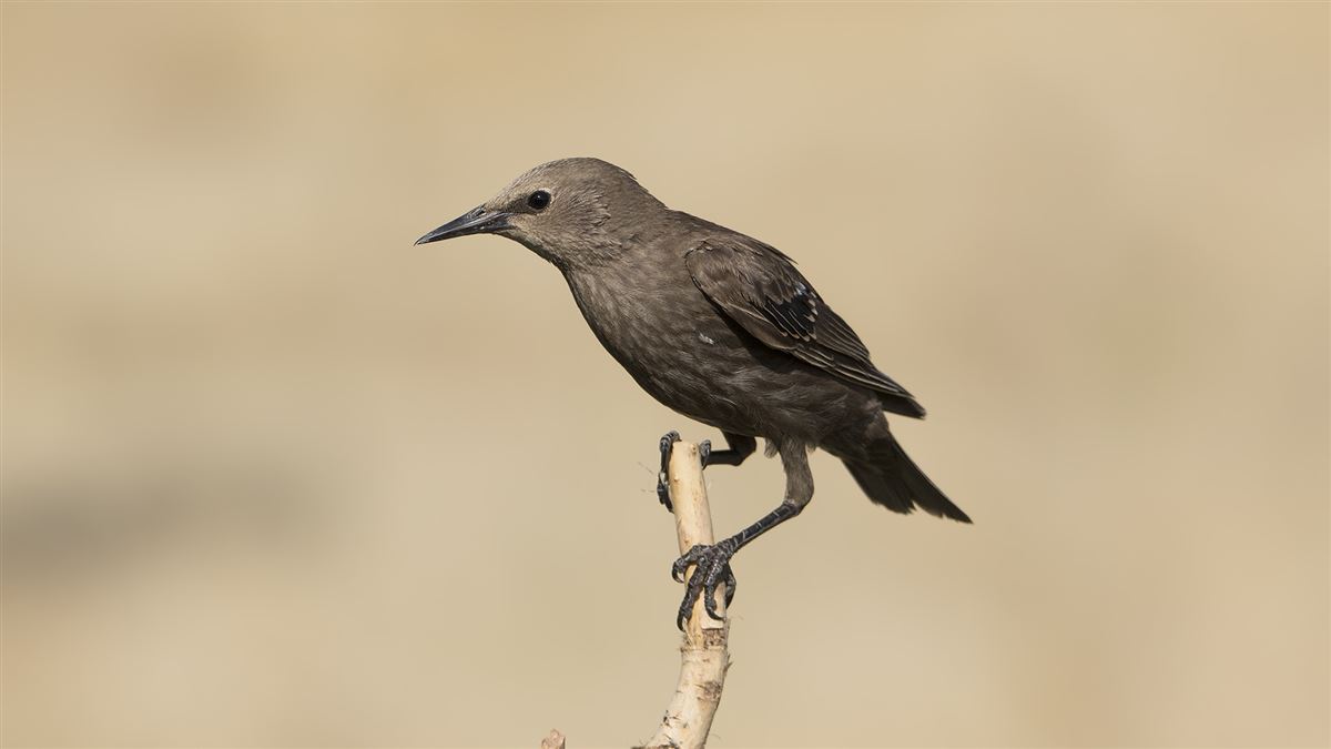 Common Starling