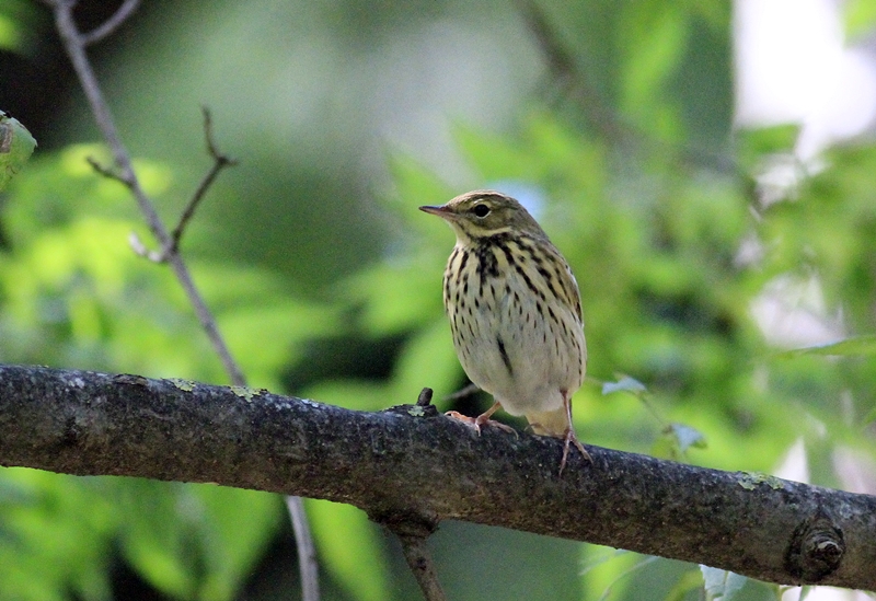 Tree Pipit