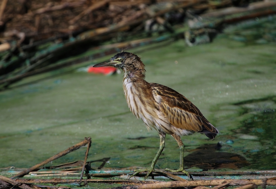 Little Bittern