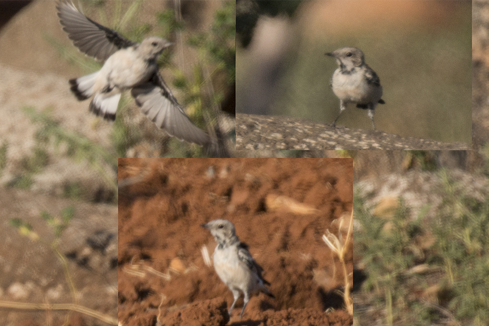 Finsch`s Wheatear