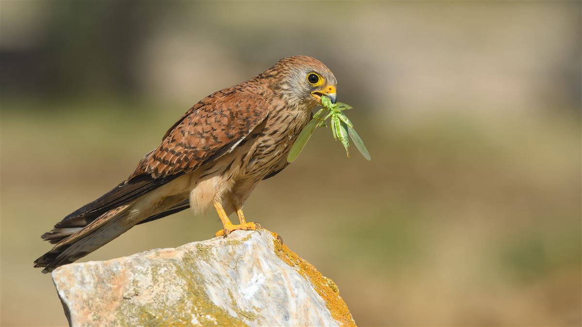 Lesser Kestrel
