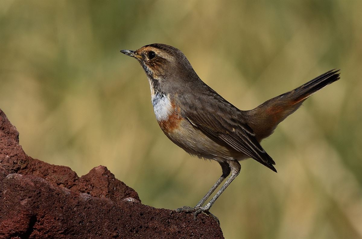 Bluethroat