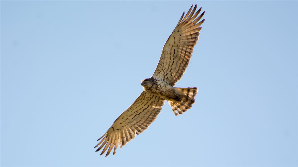 Short-toed Snake Eagle