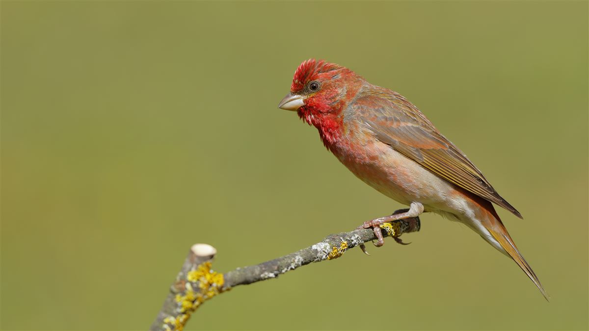 Common Rosefinch