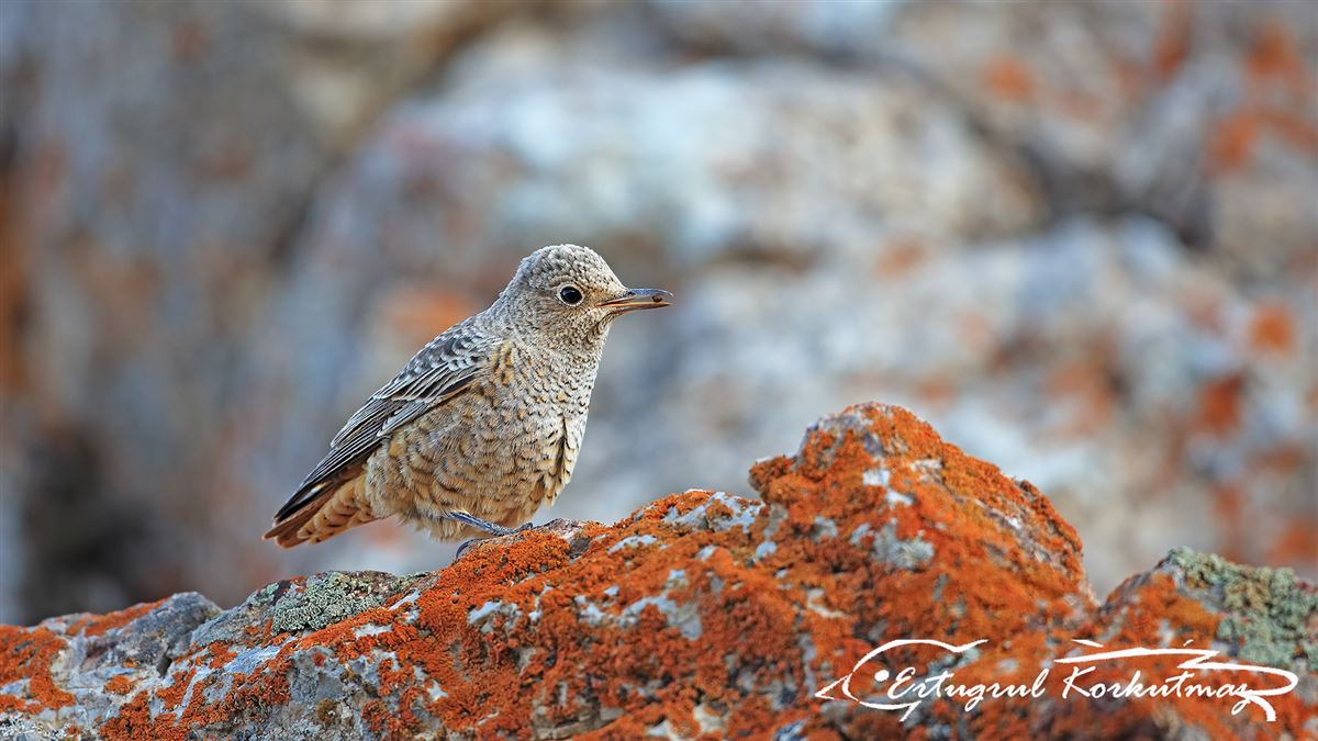 Common Rock Thrush