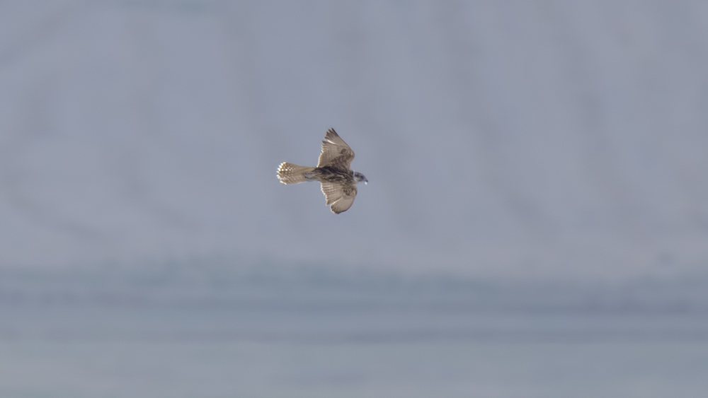 Saker Falcon