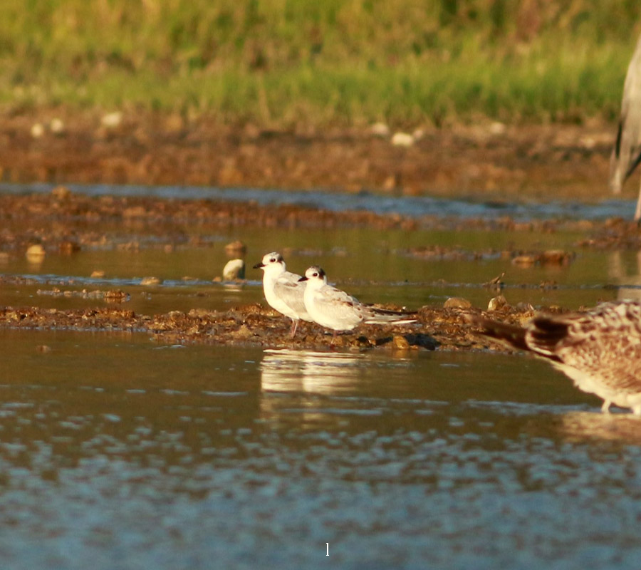Whiskered Tern