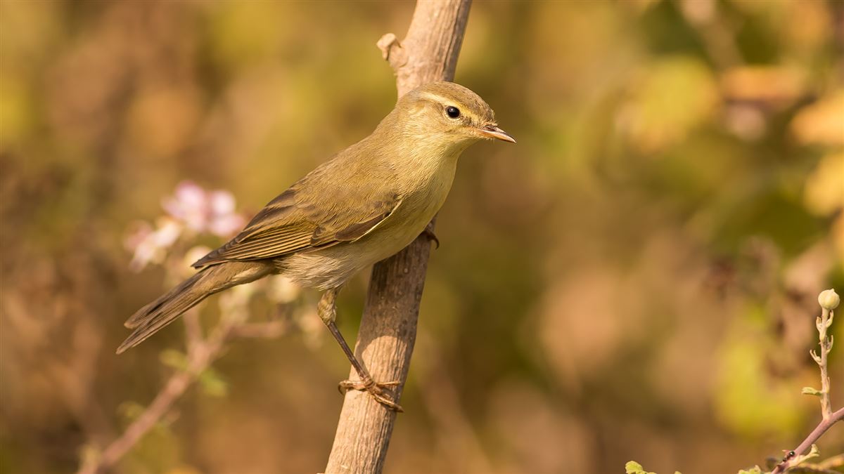 Willow Warbler