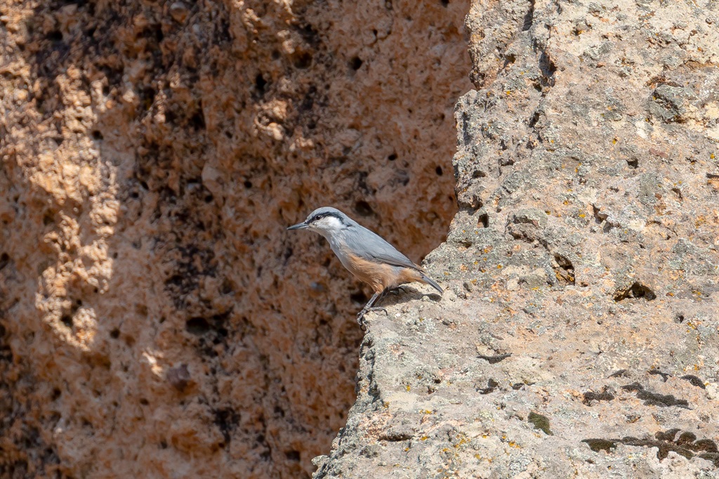 Western Rock Nuthatch