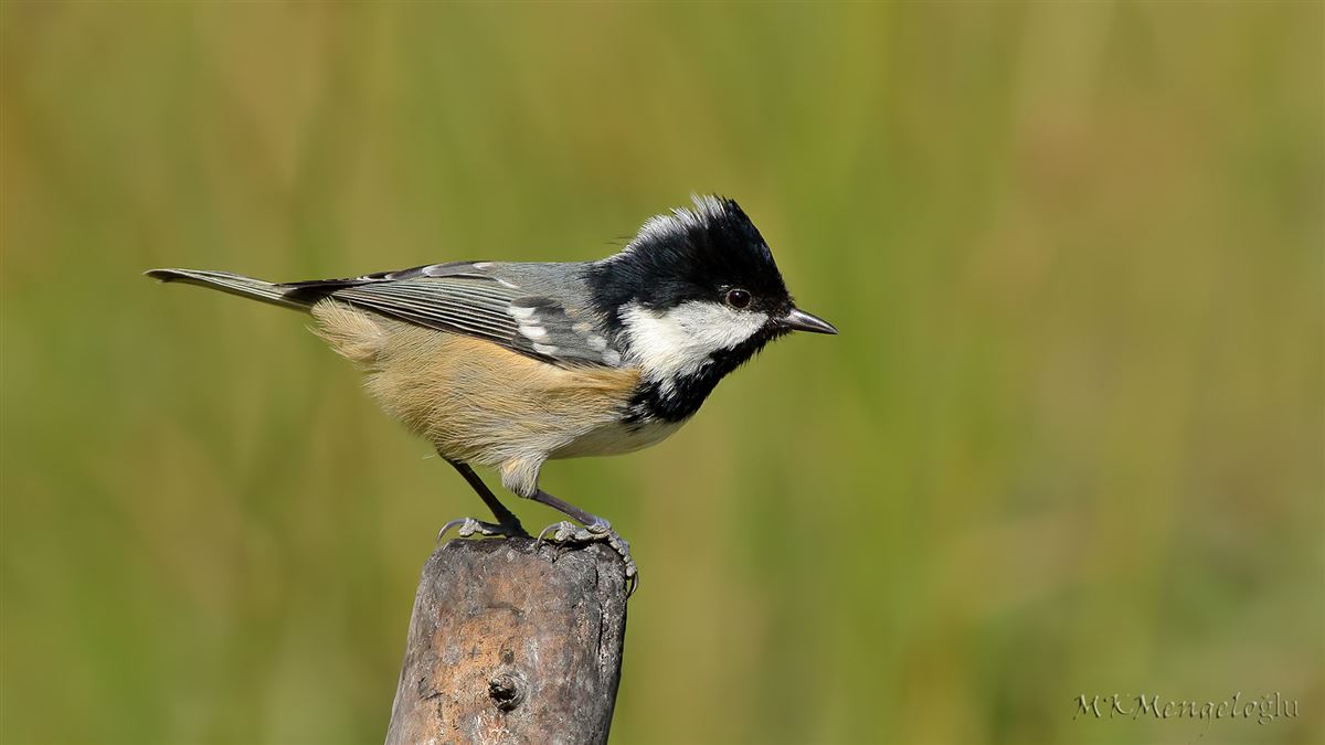 Coal Tit