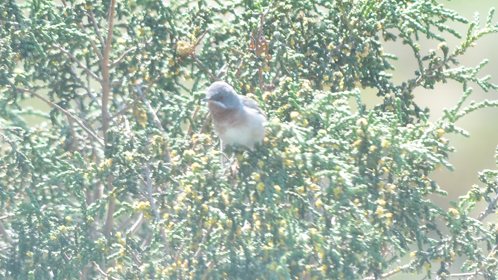 Subalpine Warbler