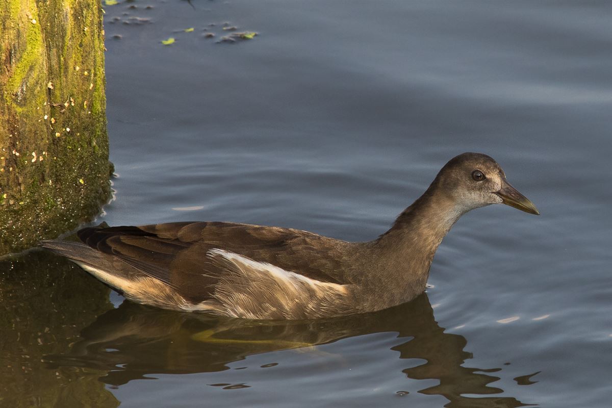 Common Moorhen