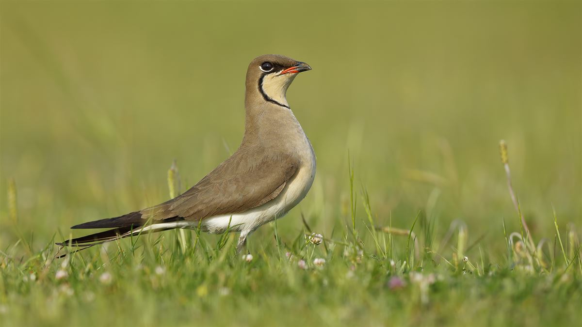 Collared Pratincole
