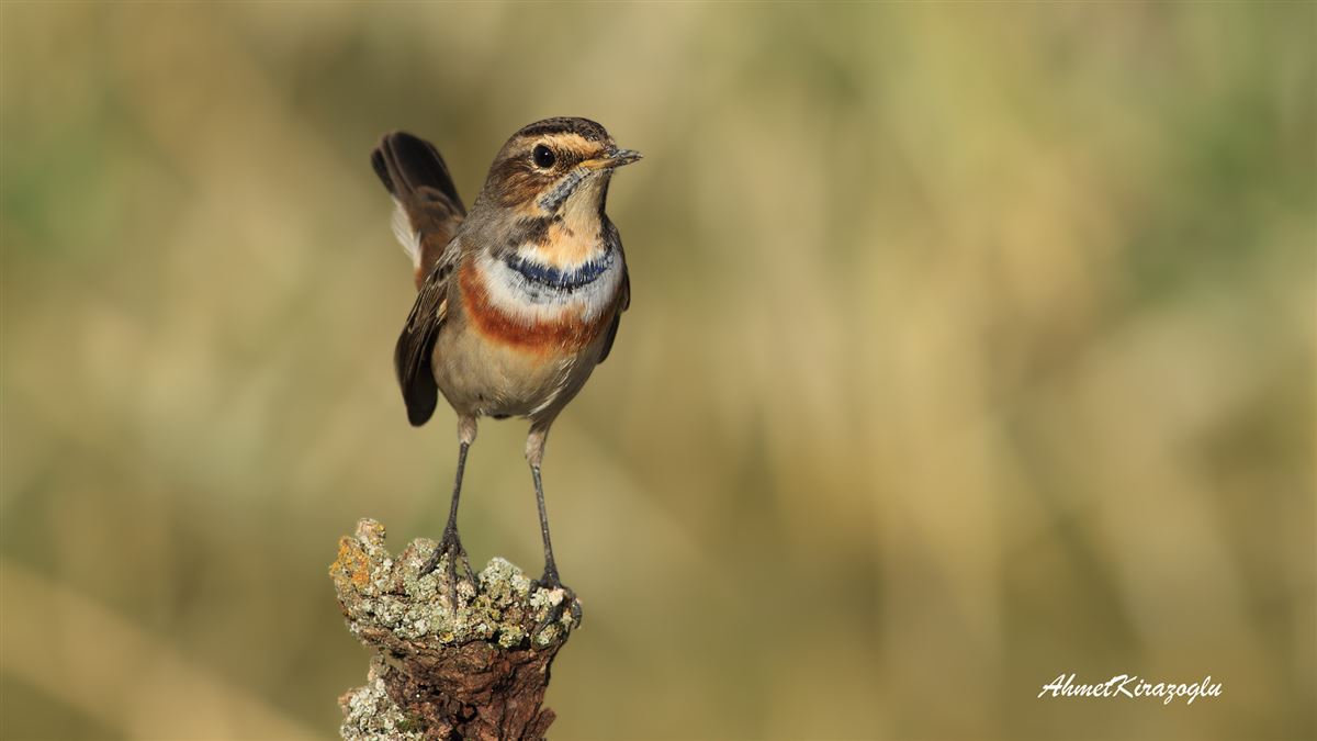 Bluethroat