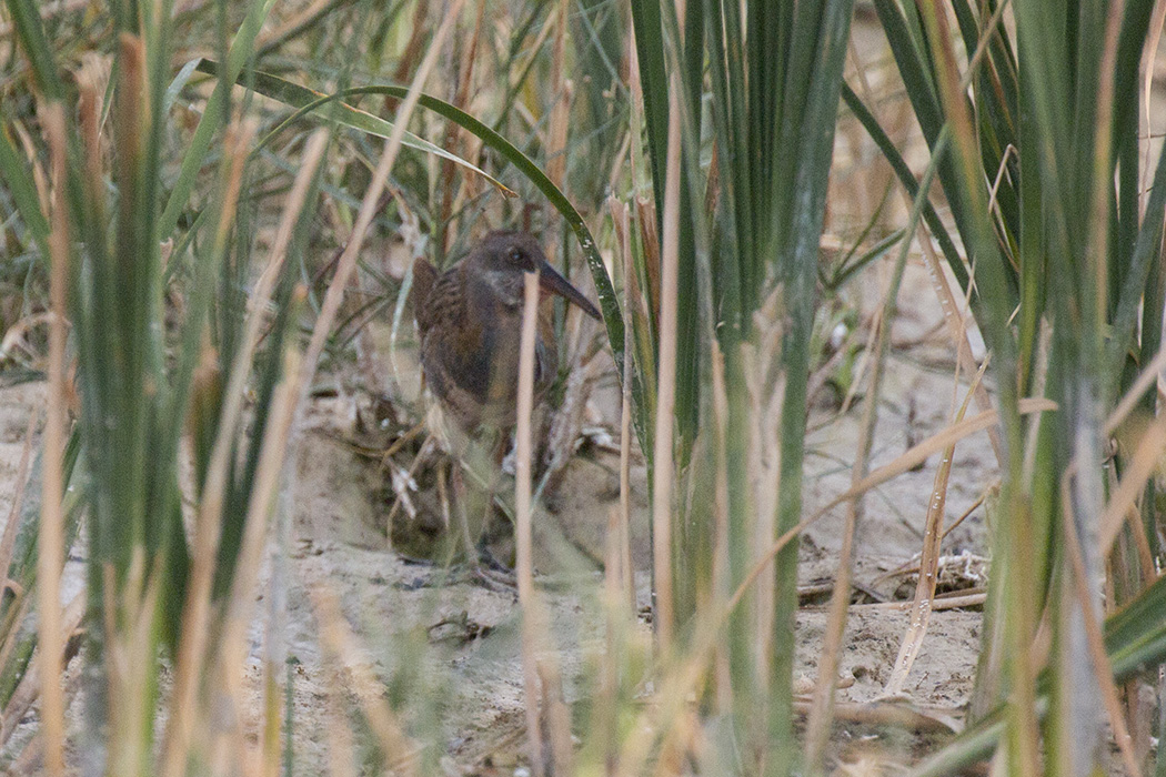 Water Rail