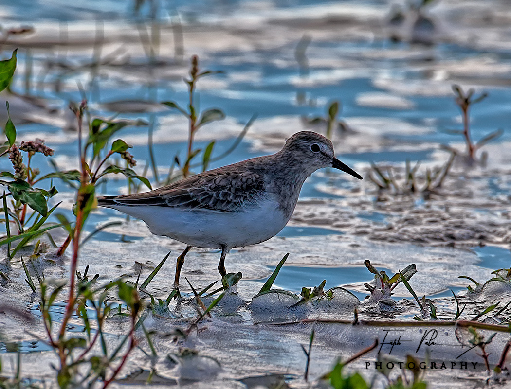 Temminck`s Stint