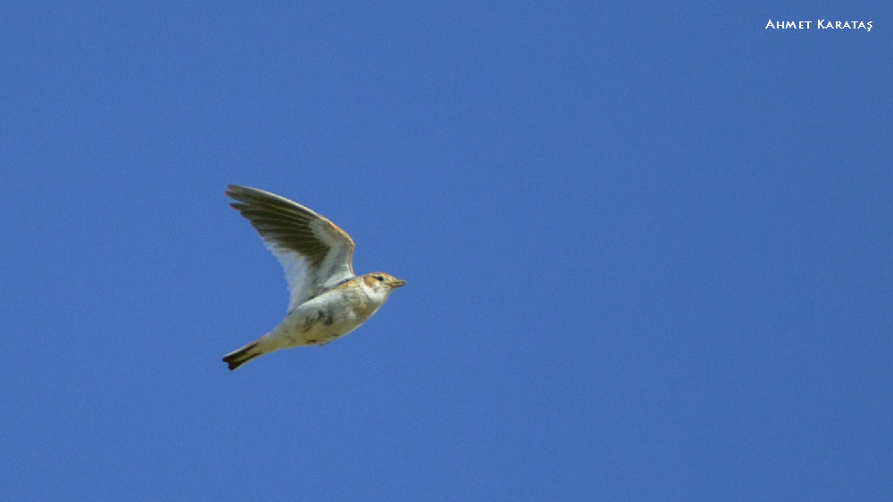 White-winged Lark