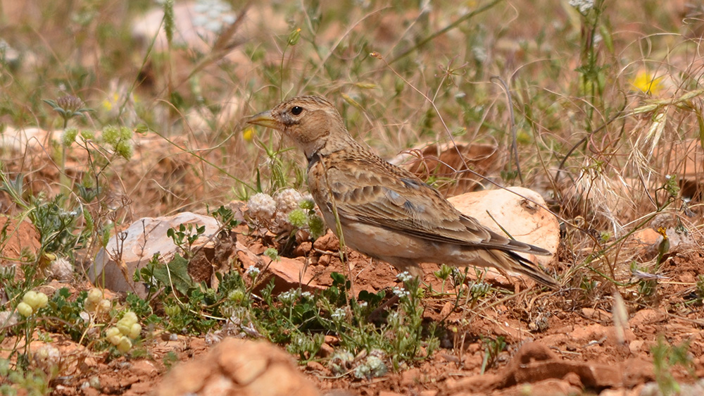 Calandra Lark