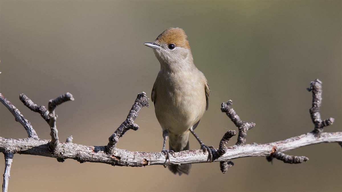 Eurasian Blackcap