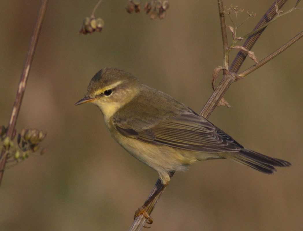 Willow Warbler