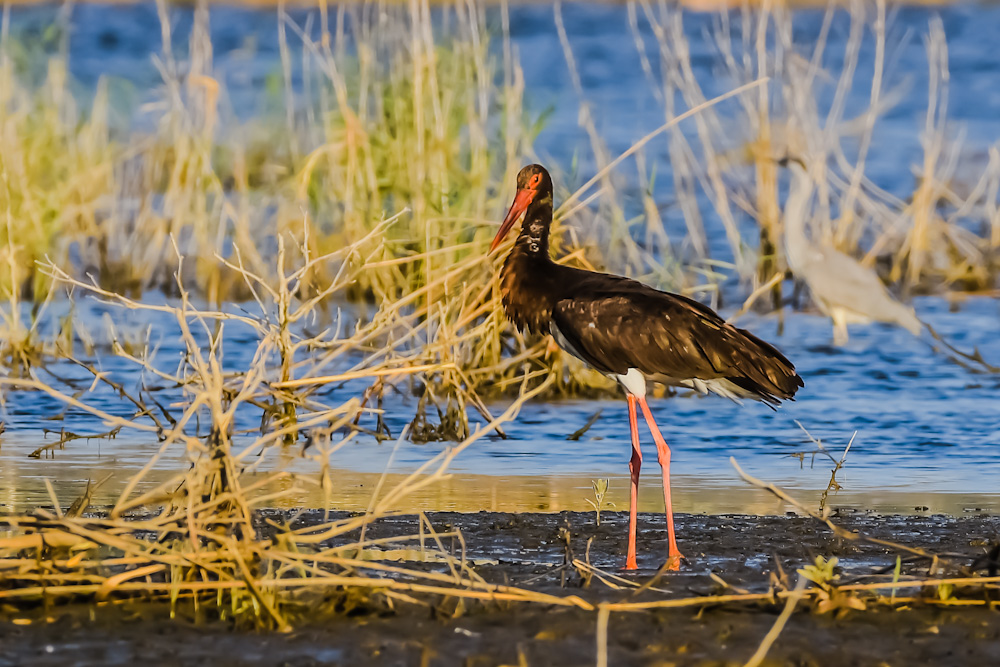 Black Stork