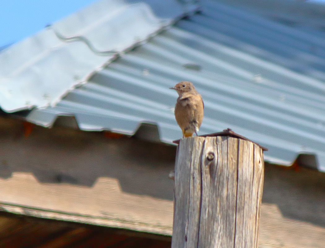 Common Redstart