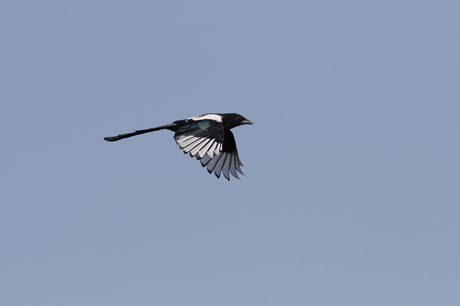 Eurasian Magpie