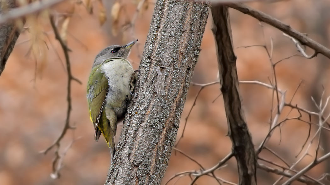 Grey-headed Woodpecker