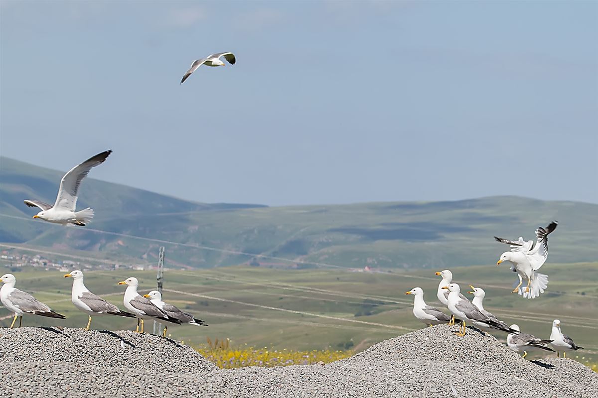 Armenian Gull