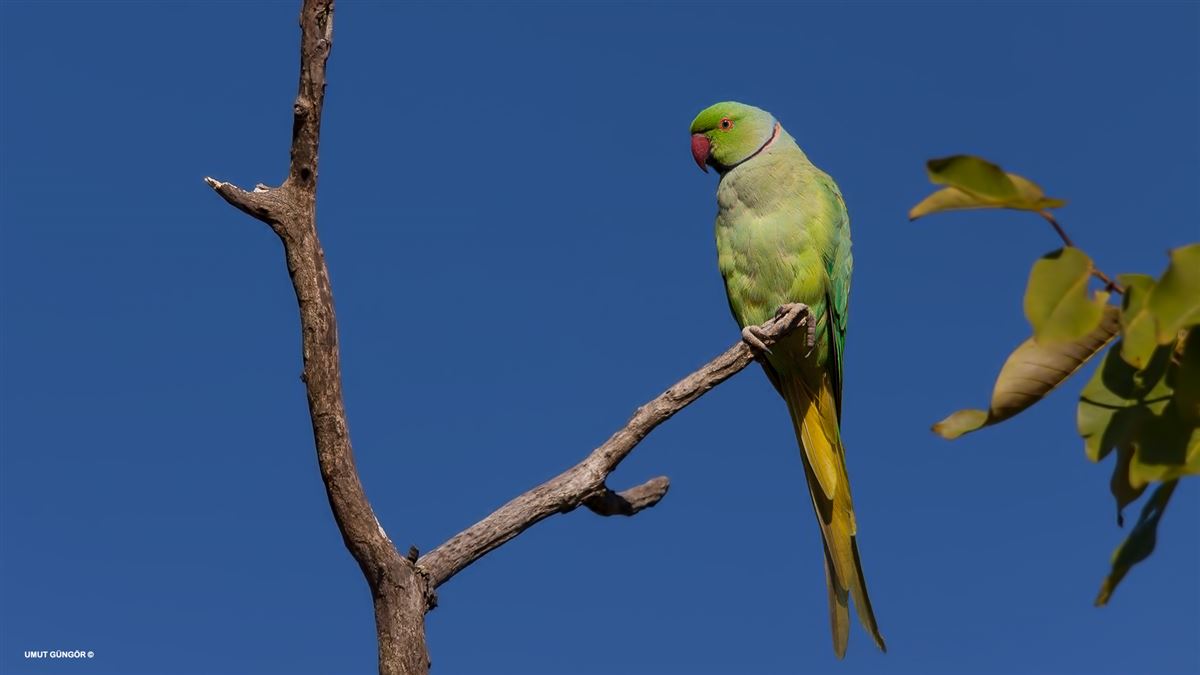 Rose-ringed Parakeet