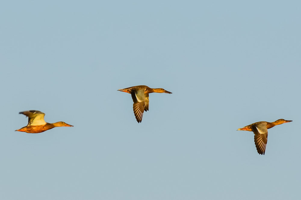 Northern Shoveler
