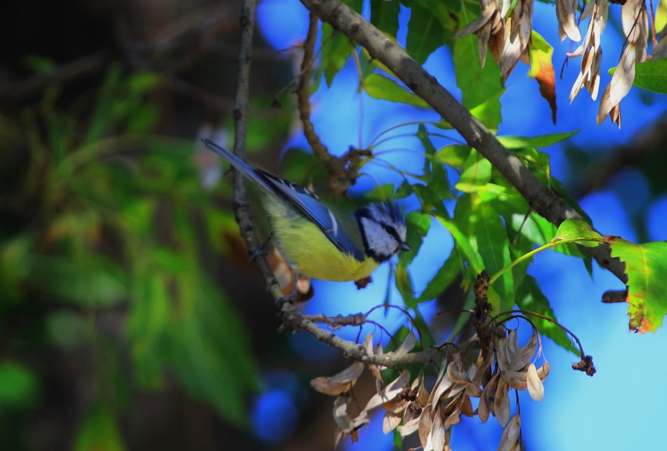 Eurasian Blue Tit