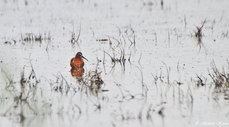 Curlew Sandpiper